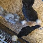 Kuifhoen kriel trio van september, Dieren en Toebehoren, Meerdere dieren, Kip