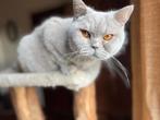 Lieve lilac-tortie Britse korthaar poes, Dieren en Toebehoren, Poes, Gechipt, 3 tot 5 jaar