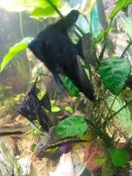 Maanvis, Vis, Zoetwatervis, Schoolvis