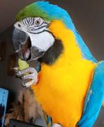Lieve Jacko, blauw/gele ara, Dieren en Toebehoren, Vogels | Parkieten en Papegaaien, Vrouwelijk, Papegaai