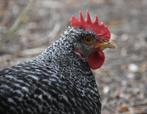 Cream Legbar haan, Dieren en Toebehoren, Pluimvee, Mannelijk, Kip