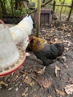 Kip en haan gratis, Dieren en Toebehoren, Pluimvee, Kip