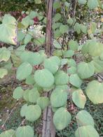 Katsuraboom/ cercidyphillum japonicum, Ophalen, Volle zon, Overige soorten, 250 tot 400 cm