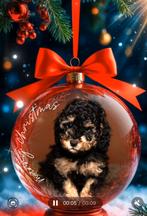 Dwergpoedel pup mag zijn huisje verlaten, Dieren en Toebehoren, Honden | Chihuahua's en Gezelschapshonden, Poedel, Reu, CDV (hondenziekte)