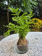 Mosbol varen in glas, Groene kamerplant, Ophalen of Verzenden, Overige soorten, Minder dan 100 cm