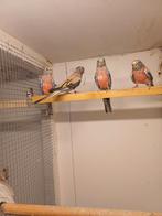 Boerks parkieten, Meerdere dieren, Parkiet, Geringd