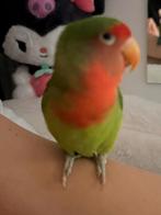 Agapornis te koop, Dieren en Toebehoren, Geslacht onbekend, Dwergpapegaai of Agapornis, Pratend