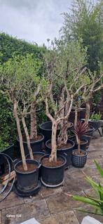 Partij olijfbomen 8 stuks ook pst. Te koop, Ophalen, Volle zon, Olijfboom, 100 tot 250 cm