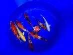 Diverse Japanse koi karper | Koikarpers  | Tosai vissen, Dieren en Toebehoren, Karper of Koi