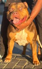 American bully XL open for stud, Particulier, Rabiës (hondsdolheid), Reu, 1 tot 2 jaar