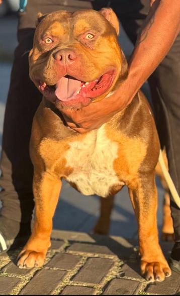 American bully XL open for stud beschikbaar voor biedingen