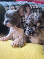 Frans buldog  eu pasport, Dieren en Toebehoren, België, Particulier, Rabiës (hondsdolheid), 8 tot 15 weken