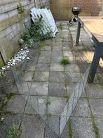 2 Konijnen knaagdieren cavia puppy ren, 110 cm of meer, Zo goed als nieuw, Ren, Cavia
