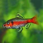 Nieuw binnen!!! Odessa barbeel!!!, Vis, Zoetwatervis