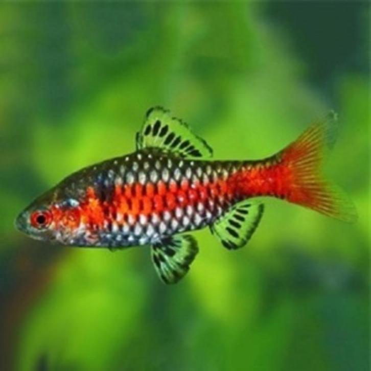 Nieuw binnen!!! Odessa barbeel!!!, Dieren en Toebehoren, Vissen | Aquariumvissen, Zoetwatervis, Vis