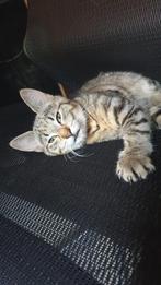Noorse boskat kruising kitten, Dieren en Toebehoren, Kater, Ontwormd, 0 tot 2 jaar