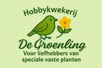Eigen gekweekte vaste tuinplanten, Ophalen, Zomer, Overige soorten, Halfschaduw