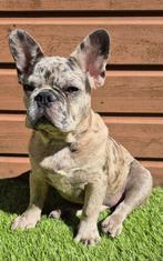 Franse Bulldog Merle 18 wkn oud, Dieren en Toebehoren, Honden | Bulldogs, Pinschers en Molossers, Particulier, Rabiës (hondsdolheid)