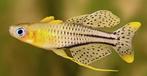 Gertrudae rainbow Spotted blue eyes-signifer, Zoetwatervis, Vis