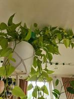 Epipremnum Golden, Ophalen