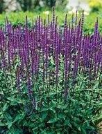 Salvia Caradonna in een 2 liter pot, Ophalen, Overige soorten, Halfschaduw