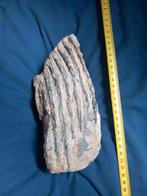 Twee mamoetkiezen, Verzamelen, Mineralen en Fossielen, Ophalen of Verzenden, Fossiel