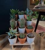 Cactussen, Huis en Inrichting, Kamerplanten, Ophalen
