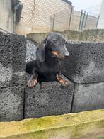 Teckel pups, dackel Zwergdackel dwerg dackel pups, Dieren en Toebehoren, Honden | Teckels en Dashonden, Fokker | Hobbymatig, 8 tot 15 weken