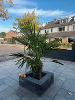 Palmboom - 160 cm, Volle zon, Vaste plant, Bloeit niet, Ophalen
