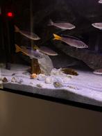 Cyprichromis Leptosoma Jumbo Kitumba WC, Dieren en Toebehoren