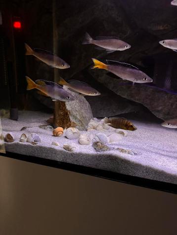 Cyprichromis Leptosoma Jumbo Kitumba WC beschikbaar voor biedingen