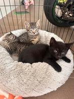 Schattige kittens zwart / gestreept, Dieren en Toebehoren, Katten en Kittens | Overige Katten, Meerdere dieren, 0 tot 2 jaar