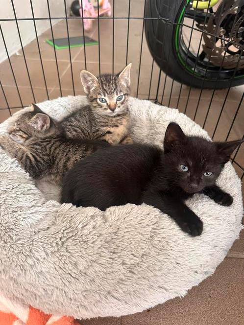 Schattige kittens zwart / gestreept, Dieren en Toebehoren, Katten en Kittens | Overige Katten, Meerdere dieren, 0 tot 2 jaar