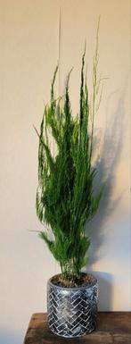 Alternatief kerstboompje: Asparagus Pyramidallis incl pot., Huis en Inrichting, Kamerplanten, Ophalen, Halfschaduw, Minder dan 100 cm