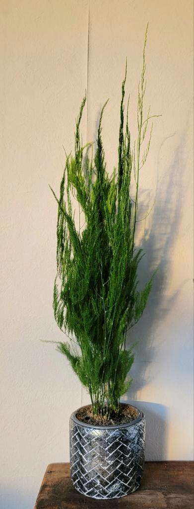 Alternatief kerstboompje: Asparagus Pyramidallis incl pot., Huis en Inrichting, Kamerplanten, Minder dan 100 cm, Halfschaduw, Ophalen