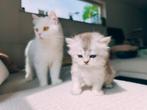 Britse lang en korthaar kittens, Dieren en Toebehoren, Katten en Kittens | Raskatten | Korthaar, Meerdere dieren, Ontwormd, 0 tot 2 jaar
