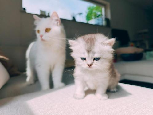 Britse lang en korthaar kittens, Dieren en Toebehoren, Katten en Kittens | Raskatten | Korthaar, Meerdere dieren, 0 tot 2 jaar
