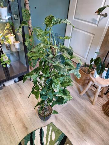 Syngonium 'Mottled Mojito' beschikbaar voor biedingen
