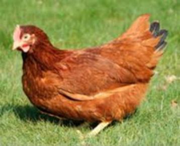 Rhode Ishlander kippen. beschikbaar voor biedingen