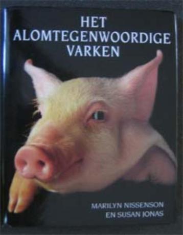 Het alomtegenwoordige varken beschikbaar voor biedingen