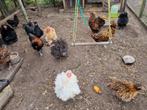 Jonge kippetjes, Dieren en Toebehoren, Pluimvee