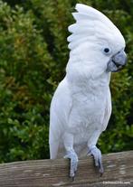 Gezocht jong kaketoe, Dieren en Toebehoren, Vogels | Parkieten en Papegaaien, Papegaai