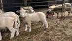 Poll Dorset lammeren beschikbaar, zwoegervrij., Meerdere dieren, Schaap