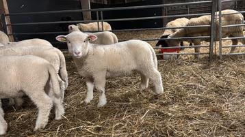 Poll Dorset lammeren beschikbaar, zwoegervrij. beschikbaar voor biedingen