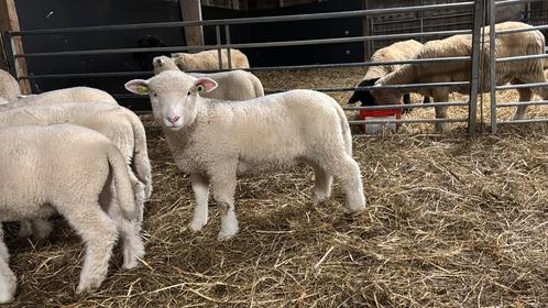 Poll Dorset lammeren beschikbaar, zwoegervrij., Dieren en Toebehoren, Schapen, Geiten en Varkens, Schaap, Meerdere dieren
