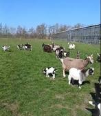 GEZOCHT hoornloze Bok toggenburger of bonte melkgeit, Dieren en Toebehoren, Schapen, Geiten en Varkens, Mannelijk, Geit, 0 tot 2 jaar