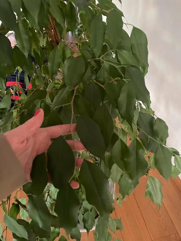 Grote Ficus Benjamin (180-200cm) - Gratis af te halen! beschikbaar voor biedingen