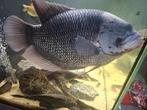 Gourami rond de 50 cm, Vis