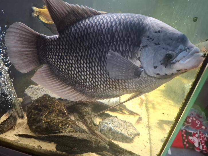 Gourami rond de 50 cm, Dieren en Toebehoren, Vissen | Aquariumvissen, Vis