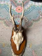 Schedel gewei ree hert taxidermie opgezet, Verzamelen, Dierenverzamelingen, Ophalen of Verzenden, Zo goed als nieuw, Hert, Gewei of Kop